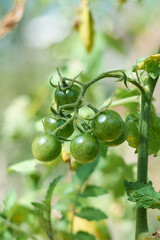 cherry tomatoes in the plant, selective focus with natural blurry green background, copy space