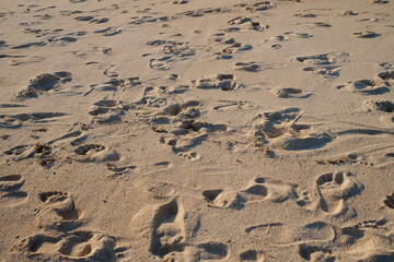 sand on the beach. Footprints in the sand beach