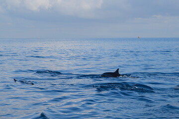 Fototapeta premium a group of dolphins appear in the sea. Dolphins attraction in Lovina Beach, Bali, Indonesia.