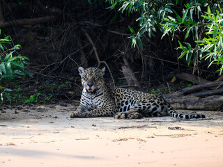 Wild Jaguar lying down on river's sandbank in Pantanal, Brazil