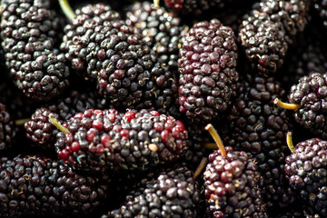 Many ripe mulberry berries as a fruit texture