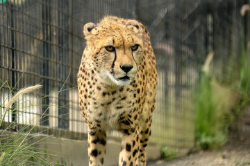 cheetah in the grass