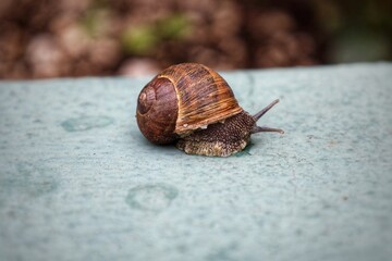 Little snail crawling next to garden in early spring