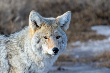 Coyote Stares at passing prey in golden hour sunlight
