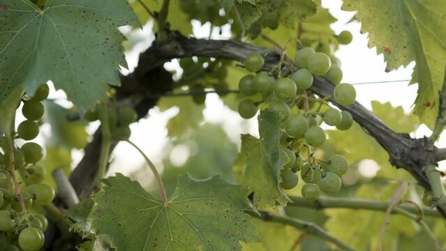 close up of a cluster of green grapes in a vineyard on a grape vine