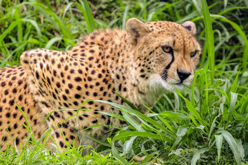cheetah in the grass