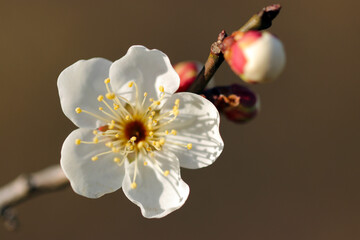 White Japanese white plum blossom blooming in the sunny winter sun. Macro close-up photography.