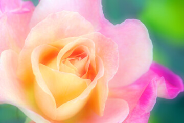 Yellow and pink mix color rose flowerhead. Image retouched and soft color manipulated artistic photography.