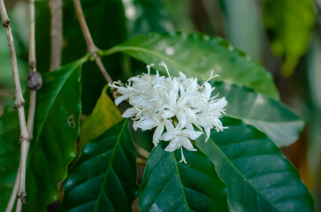 white coffee flowers on tree are blooming in farmland with soft focus