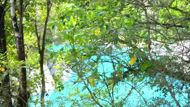 Slow walk through pristine podocarp forest with glimpses of spectacular turquoise-colored water of river gorge - Hokitika River Gorge Walk, West Coast (New Zealand)
