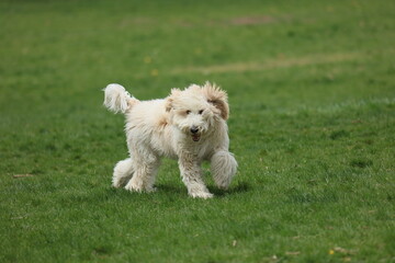 white poodle puppy