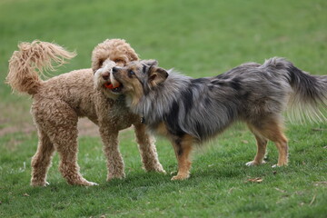 Doodle and aussiepom puppy 