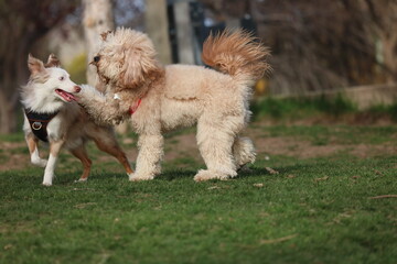 A miniature American Shepard and a golden doodle playing