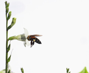 Giant honey bee seeking nectar on white Chinese violet or coromandel or creeping foxglove ( Asystasia gangetica ) blossom in field isolated on white background