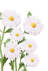 Chamomile flower spring concept cutout