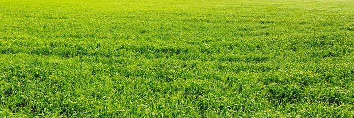view of a field with bright green grass and a blue sky with clouds on a summer day