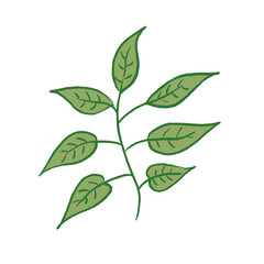 Green Leaf Illustration