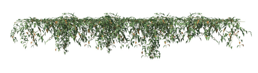 Philodendron scandens vine isolated on white, daylight render, cutout easy to use © Box
