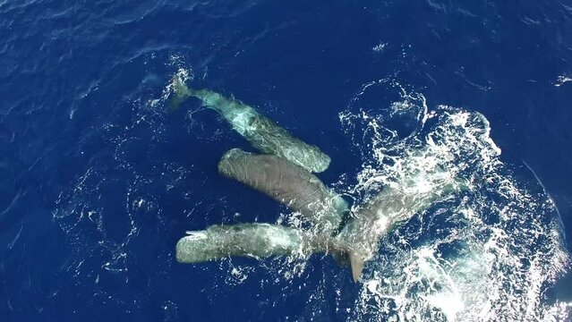 Sperm whales drifting near surface of ocean water. Top view. Group of marine mammals animals of sperm whales swim in blue ecosystem ocean. More videos in collection about sperm whales.