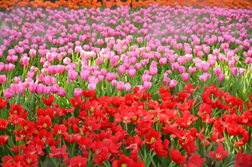 beautiful red and pink tulip in the garden, natural background