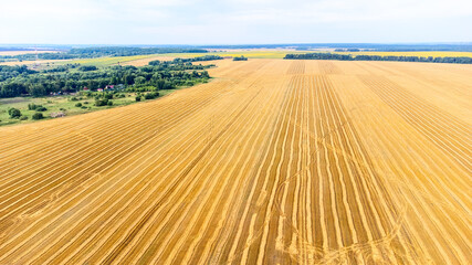 field road view from the top, sunflower field on a bright day