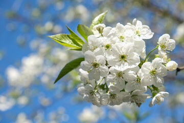 A flowering branch of cherry against the sky, on a sunny day. White flowers. Young foxes. Spring flowering of trees. High quality photo