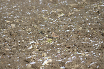 畑で羽を休めるヒバリ