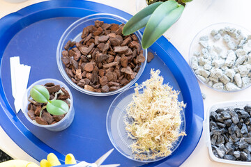 orchid transplanting, woman transplanting houseplants