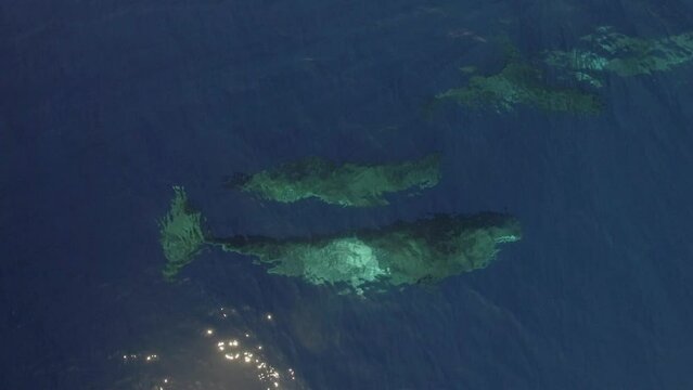 Sperm whales swim beautifully together near surface of ocean water. Top view. Group of marine mammals animals of sperm whales swim peaceful in ocean.