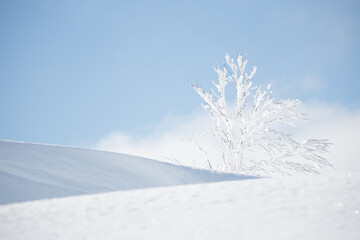 Fototapeta na wymiar Tree behind fresh white snow mounds