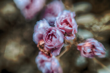ICM (Intentional Camera Movement) - Zdjęcie artystyczne przedstawiające róże. W tle ciekawy swirly bokeh i ciepłe kolory © artur