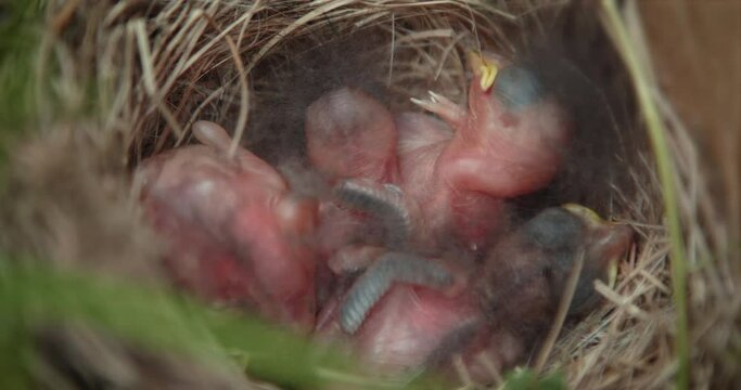 Looking into Nest of Sleeping Newborn Baby Chicks