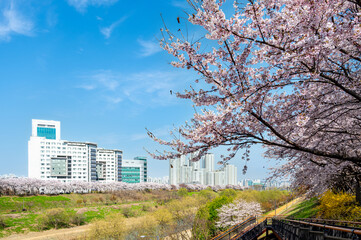 Fototapeta na wymiar 성내천의 벚꽃