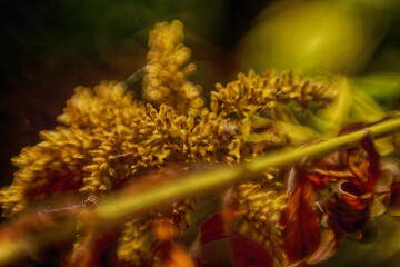 ICM (Intentional Camera Movement) - żółta roślina ukazana artystycznie techniką icm