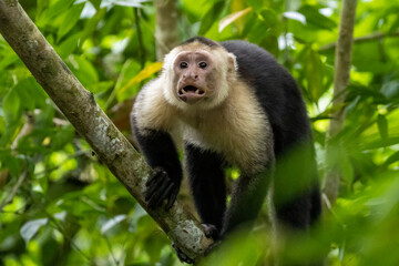 Drohender Kapuzineraffe im Dschungel von Costa Rica frontal