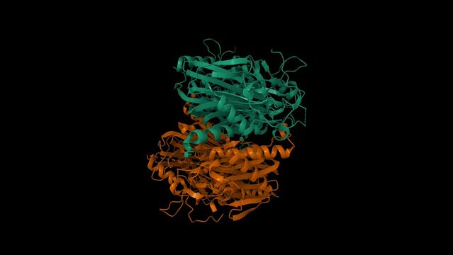 Structure of 6-aminohexanoate-oligomer hydrolase from Arthrobacter sp. KI72. Animated 3D cartoon and Gaussian surface models, chain id color scheme, PDB 5y0m, black background