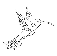 Hummingbird bird. Editable outline stroke. Vector line illustration.