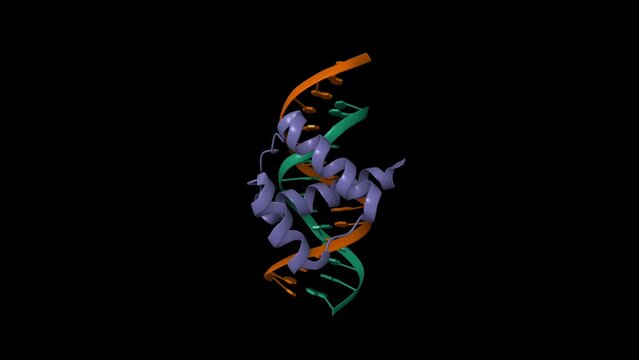Msx-1 homeodomain-DNA complex structure. Animated 3D cartoon and Gaussian surface models, chain id color scheme, PDB 1ig7, black background