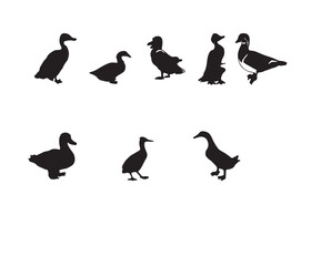 silhouettes of birds