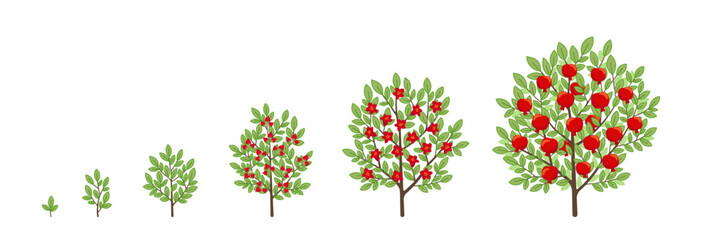 Pomegranate tree growth stages. Fruit tree life cycle. Vector illustration.