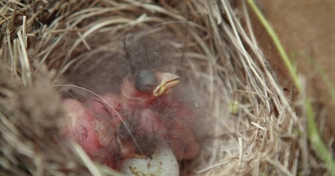 Newborn Birds in Nest with Eyes Closed