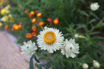 Obraz premium Beautiful white everlasting or straw flowers in the garden
