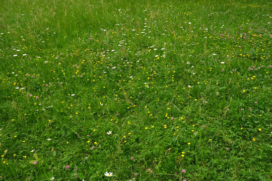 Green meadow with wildflowers. Grass background. High quality photo
