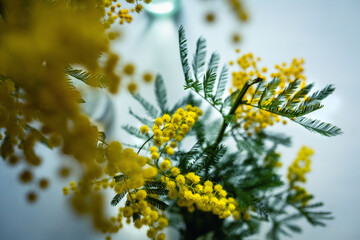 spring still life with blooming mimosa in vase