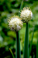 buds of flowering onions in the garden