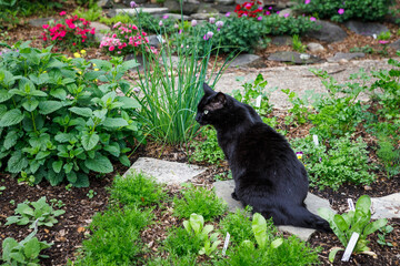 Black cat guarding a suburban home herb garden, filled with cilantro, parsley, chives and lemon balm