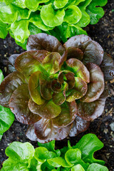 Top view of a head of red butterhead lettuce growing in a home, organic kitchen garden in spring