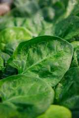 Basket of fresh organic homegrown spinach leaves