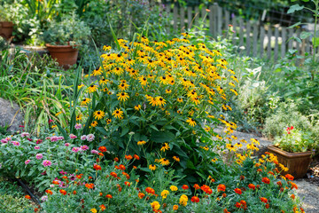 Yellow rudbeckia flowers, 'Goldsturm' variety, in full bloom in a home garden surrounded by marigolds and zinnias - obrazy, fototapety, plakaty