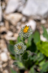 Hieracium villosum flower growing in mountains